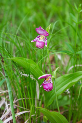 Fototapeta premium Pink flower lady's slipper spotted among green grass