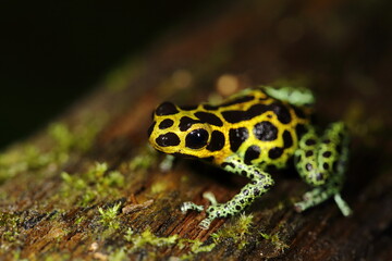 Ranitomeya variabilis from the Cainarachi Valley in high jungle Peru. 