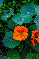 Nasturtium blooming in the garden with green leaves in the background