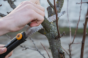Gardening in spring, pruning fruit trees with a garden hacksaw.