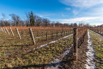 Fototapeta na wymiar Vineyards in the early spring in the Niagara on the Lake Canada on a blue sky day.