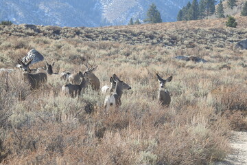 Mule deer roaming the sagebrush meadows in the Eastern Sierra Nevada Mountains, Bridgeport, Mono County, California.