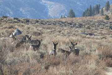 Mule deer roaming the sagebrush meadows in the Eastern Sierra Nevada Mountains, Bridgeport, Mono County, California.