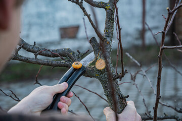 Gardening in spring, pruning fruit trees with a garden hacksaw.