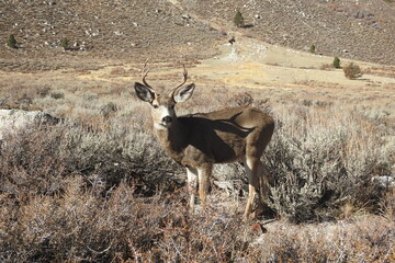 Mule deer buck roaming the sagebrush meadows in the Eastern Sierra Nevada Mountains, Mono County, California.