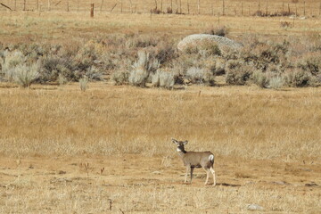 Mule deer roaming a meadow in the Eastern Sierra Mountains, Bridgeport, Inyo County, California