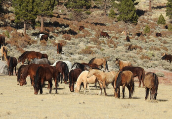 Wild horses roaming the Sierra Nevada Foothills, in Mono County, California.