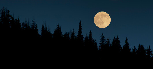 Boreal Forest Silhouette under a Full Moon