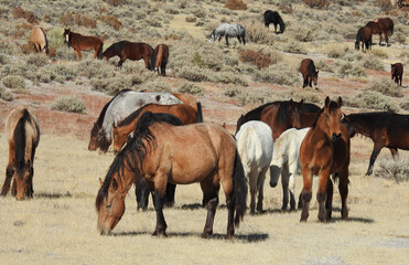 Wild horses roaming the Sierra Nevada Foothills, in Mono County, California.
