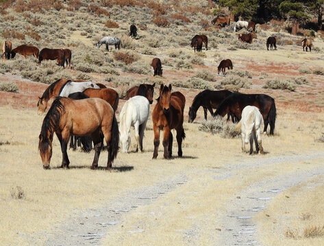 Wild horses roaming the Sierra Nevada Foothills, in Mono County, California.