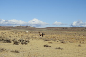 Wild horses roaming the Sierra Nevada Foothills, in Mono County, California.