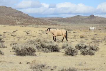 Obraz premium Wild horse roaming the Sierra Nevada Foothills, in Mono County, California.