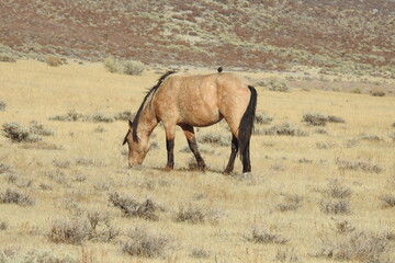 Wild horse grazing in the Sierra Nevada Foothills, in Mono County, California.