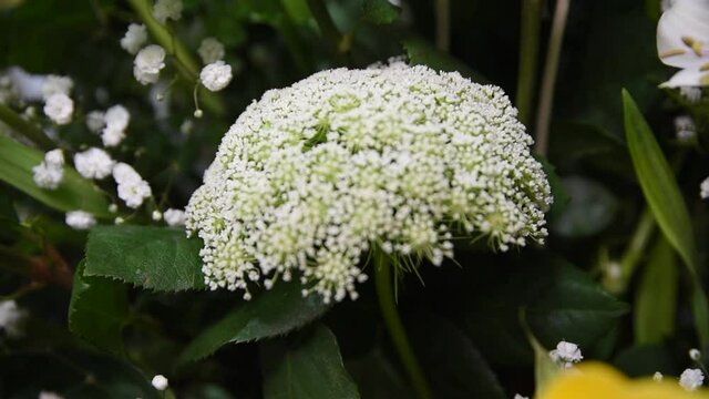 Beautiful bouquet of flowers for a celebration
