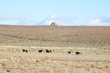Fototapeta na wymiar Wild horses roaming the Sierra Nevada Foothills, in Mono County, California.
