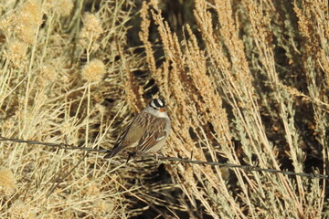 A white-crowned sparrow perched on a barbed wire fence, with rabbitbrush in the background, in the Eastern Sierra Nevada Mountains, Inyo County, California. 