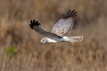 Extremely close view of a male  hen harrier (Northern harrier)  flying in beautiful light, seen in the wild in North California