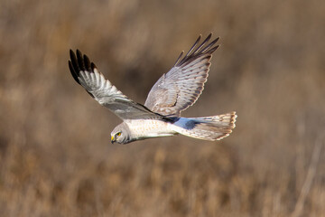 Extremely close view of a male  hen harrier (Northern harrier)  flying in beautiful light, seen in the wild in North California