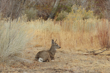 Mule deer buck living in the Sierra Nevada Mountains, Mono County, California.