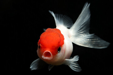 Fantail Lionhead Red Cap Goldfish (Carassius auratus) popular in bowl aquariums
