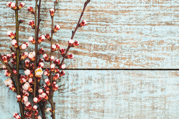Blossoming sprigs apricot on an old shabby vintage wooden natural background. Branches flower tree