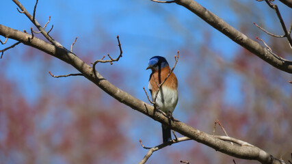 Bluebird with Shadows