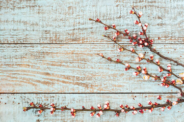 Sprigs branches flower tree blossoming apricot on an old shabby vintage wooden background