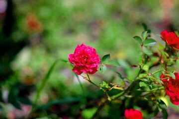 red rose in garden