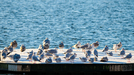 A lot of seagulls on a raft