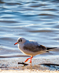 Close up portrait of a seagull at the beach