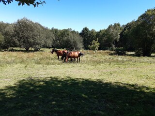 Caballos pastando en los verdes campos del interior de Galicia.