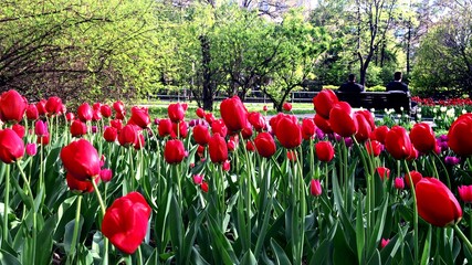Obraz premium Many red and violet tulip flowers in city park, people sitting on a bench and resting on background