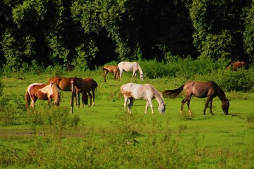 Horses grazing in a green meadow.