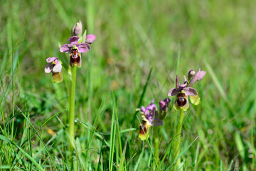 Ophrys tenthredinifera or bee flower orchid