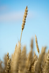 Kłosy zboża rosnącego na polu © Andrzej Michaluk