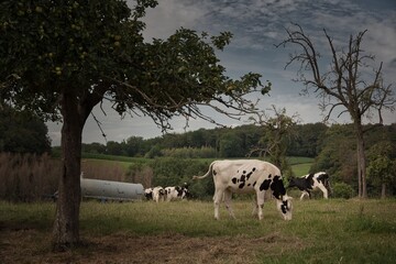 Kuh auf Feld