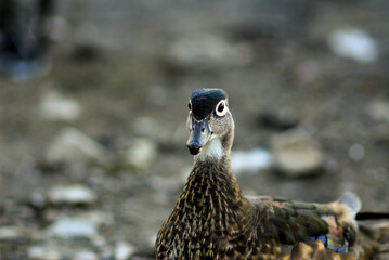 Wood duck 
