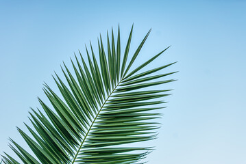 Fototapeta premium green palm leaf against blue sky