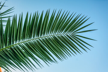 Obraz premium green palm leaf against blue sky