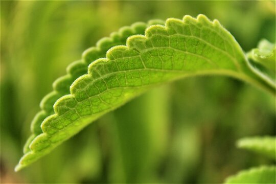 Close-up of a Plectranthus barbatus's leaf.