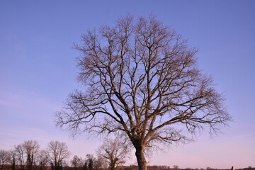 Fototapeta na wymiar arbre seul