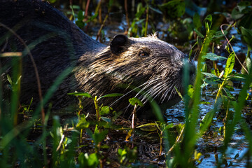 Nutria swimming at Brazos Bend State Park!