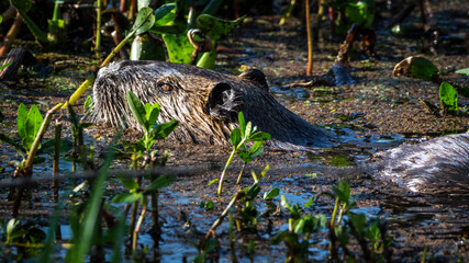 Nutria going for a swim at Brazos Bend State Park!