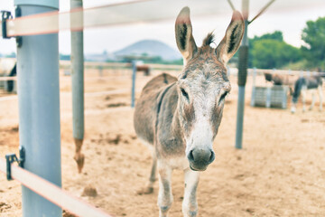 Adorable donkey walking at the farm.