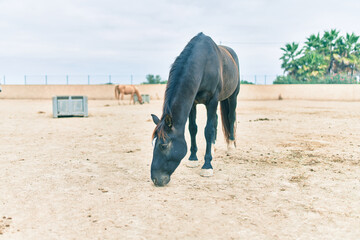 Adorable horse at the farm.