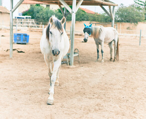 Fototapeta premium Adorable horses at the farm