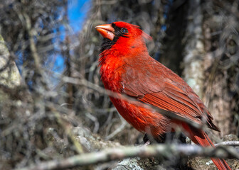 Northern Cardinal at Brazos Bend State Park in Texas!