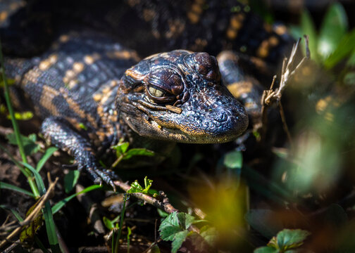 Baby Alligator at Brazos Bend State Park giving me menacing look!