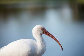 Adult Ibis Portrait