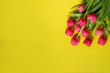 red pink tulips on a yellow background. mothers Day . women's Day . March 8 . spring concept